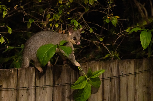 A brush tailed possum on a surburban back fence