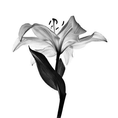 monochrome lily flower isolated on white
