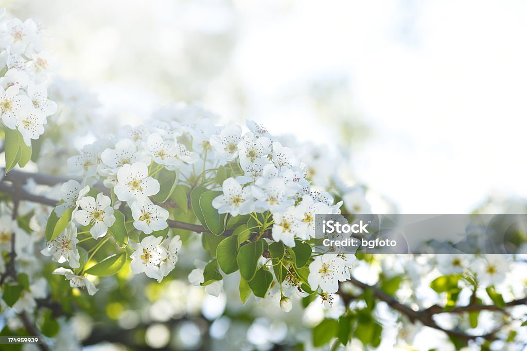 Biały Kwiat jabłoni - Zbiór zdjęć royalty-free (Bez ludzi)