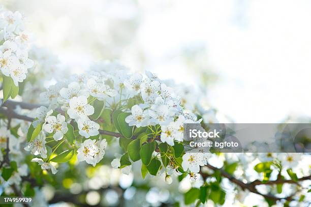 Biały Kwiat Jabłoni - zdjęcia stockowe i więcej obrazów Bez ludzi - Bez ludzi, Biały, Bliskie zbliżenie
