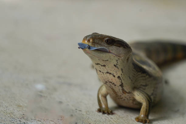 Blue tongued lizard in a backyard in brisbane