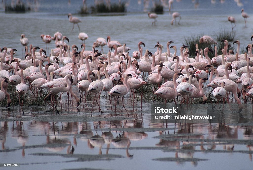 Flock von flamingos Nguni Carter Tansania - Lizenzfrei Afrika Stock-Foto