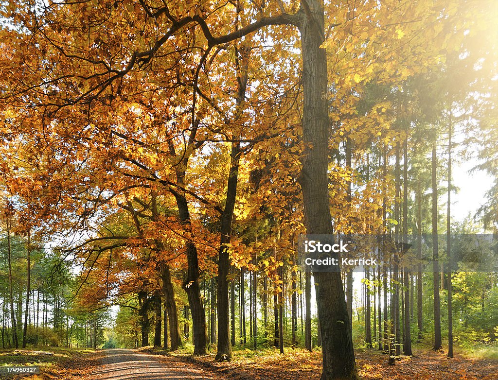 Laubwaldes im Herbst - Lizenzfrei Ast - Pflanzenbestandteil Stock-Foto