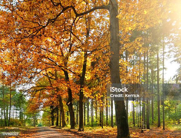 Laubwaldes Im Herbst Stockfoto und mehr Bilder von Ast - Pflanzenbestandteil - Ast - Pflanzenbestandteil, Baum, Birke