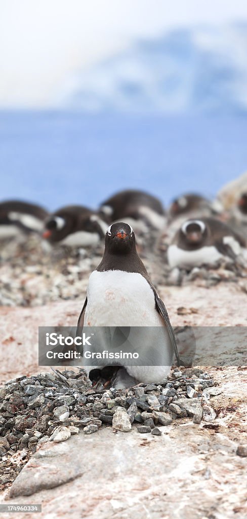 Antarktyda Pingwin białobrewy na gniazdo - Zbiór zdjęć royalty-free (Antarktyda)