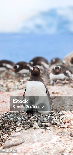 Antarktyda Pingwin Białobrewy Na Gniazdo - zdjęcia stockowe i więcej obrazów Antarktyda - Antarktyda, Bez ludzi, Chłodny