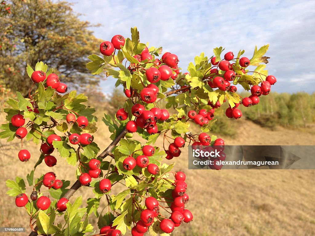 Hawthorn comum - Foto de stock de Alimentação Saudável royalty-free