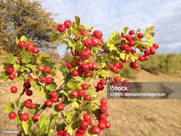 Foto de Hawthorn Comum e mais fotos de stock de Alimentação Saudável - Alimentação Saudável, Baga - Fruta, Beleza