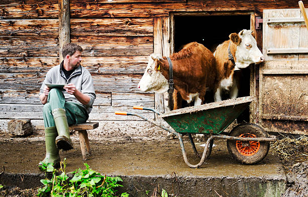 agricultor ao lado de gado suíço com tablet digital - farmer color image photography switzerland - fotografias e filmes do acervo