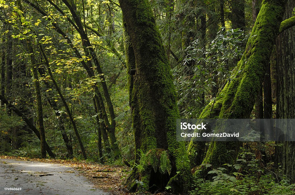 California Road und passieren Sie Küstenwälder - Lizenzfrei Amerikanischer Erdbeerbaum Stock-Foto