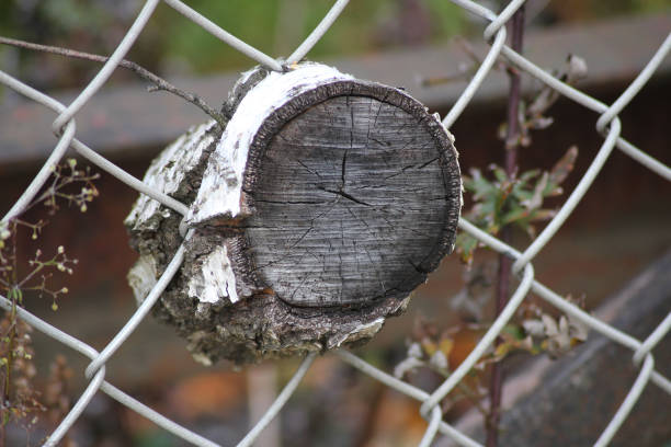A tree stump stuck in a fence