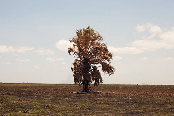 Lone palm - foto stock