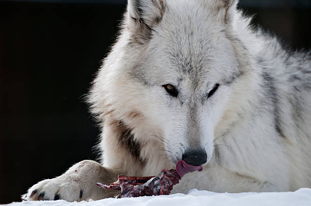 White wolf no jantar - foto de acervo