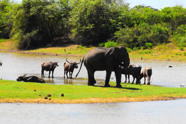 istock Sri Lankan Elephant in Wild 1749612285