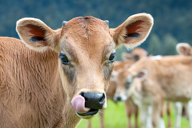 Livestock, Group of Cow Calves, New Zealand (XXXL) Group of Cow Calves. Nikon D3X. Converted from RAW. (XXXL) bugling photos stock pictures, royalty-free photos & images