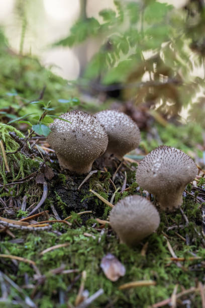 istock mushroom raincoat in the forest 1749614893