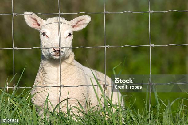 Carneiro Um Dique Atrás De Vedação - Fotografias de stock e mais imagens de Cerca - Cerca, Ovelha - Mamífero ungulado, Arame