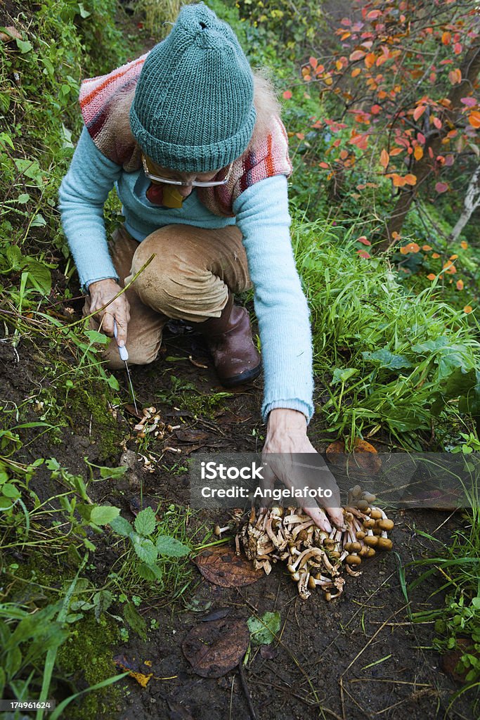 Mulher escolhendo cogumelos (Armillaria Mellea) - Foto de stock de Bosque - Floresta royalty-free