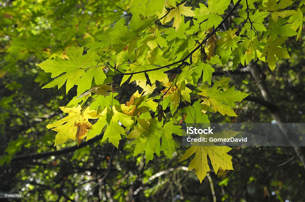 Yellow Autumn Leaves on Branch "Cluster of yellow autumn leaves on the branch of mountain tree.Taken in Northern California.Please view related images below or click on the banner lightbox links to view additional images, from related categories." Autumn Stock Photo