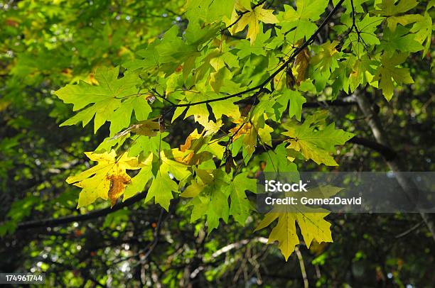 Yellow Autumn Leaves On Branch Stock Photo - Download Image Now - Autumn, Awe, Beauty In Nature