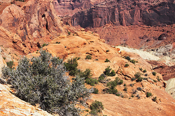 reserva ecológica de terreno extremo deserto - red rocks rock canyon escarpment imagens e fotografias de stock