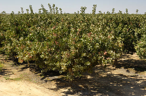 istock Orchard of Pistachio Nut Trees 174961848