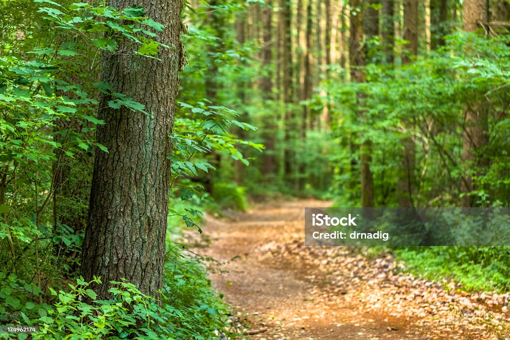 Foresta Lane - Foto stock royalty-free di Abete