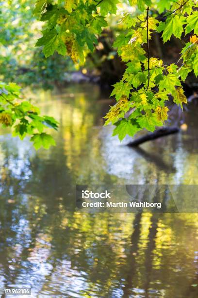 Hojas De Arce Foto de stock y más banco de imágenes de Naturaleza - Naturaleza, Otoño, Suecia