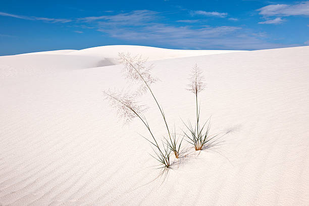 istock Isolated Grass in White Sands National Monument USA 174962292