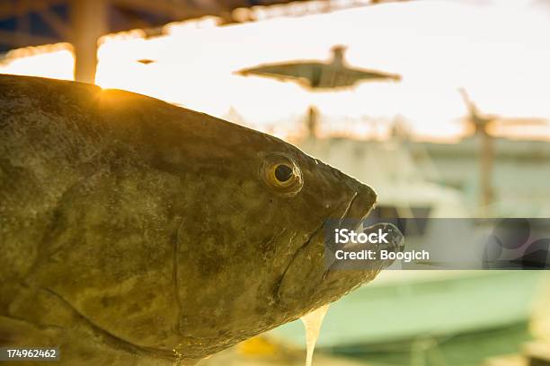Świeżo Złowionych Ryb W Marina Florida Grouper - zdjęcia stockowe i więcej obrazów Bez ludzi - Bez ludzi, Fotografika, Granik