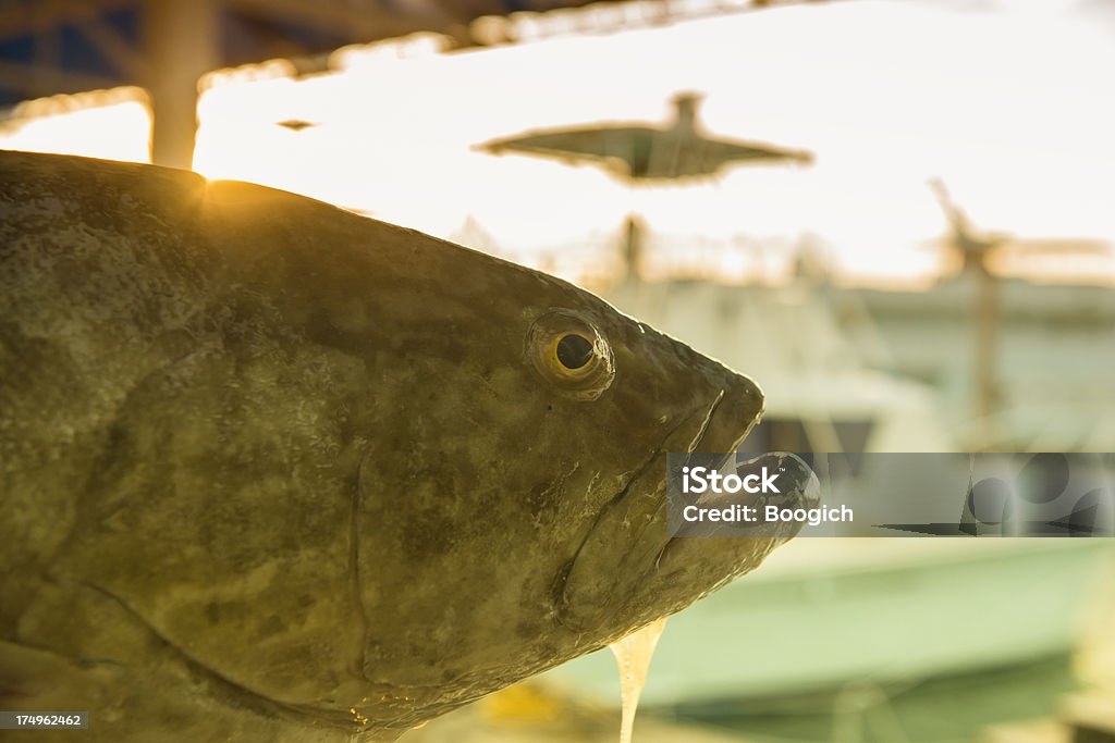 Peixe fresco pescado garoupa da Flórida na Marina - Foto de stock de Estados da Costa do Golfo royalty-free