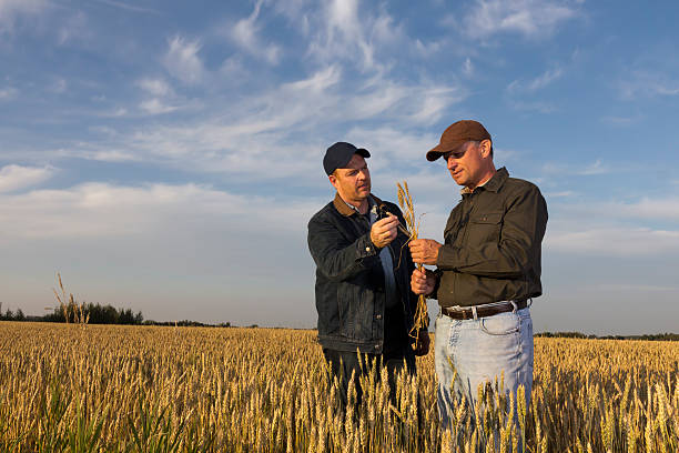 istock Wheat and Farmers 174962500