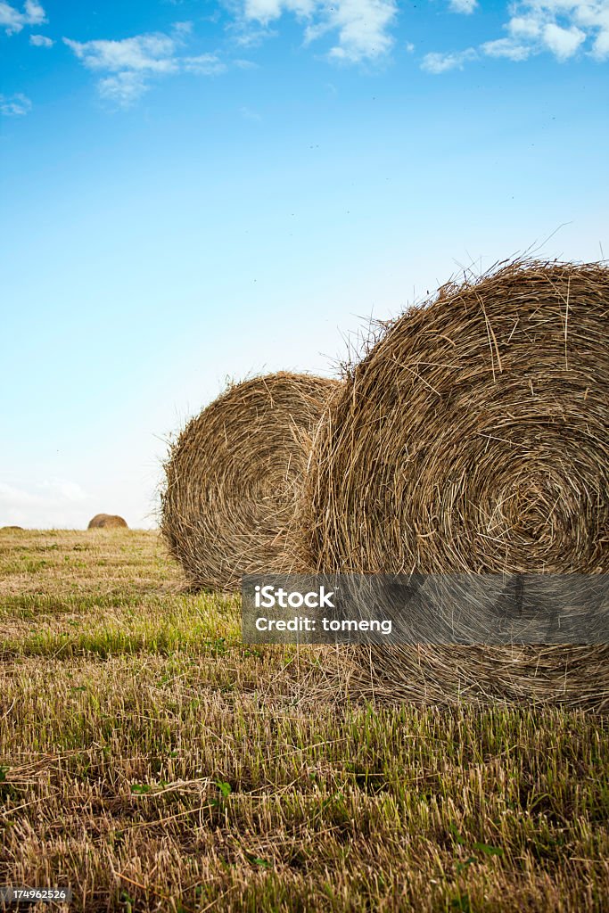 Bales de foin dans le champ - Photo de Agriculture libre de droits