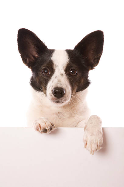 istock Dog and Sign 174962531