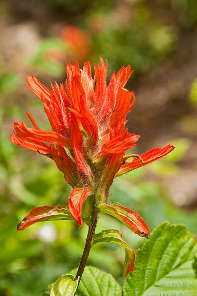 istock Indian Paintbrush in Bloom 174962572
