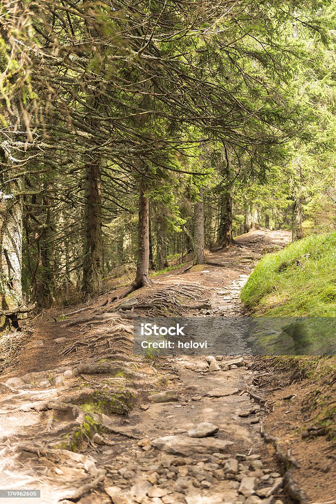 Trilha throe da floresta - Foto de stock de Beleza natural - Natureza royalty-free