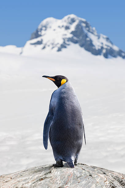 antarktis king penguin - nature antarctica half moon island penguin stock-fotos und bilder