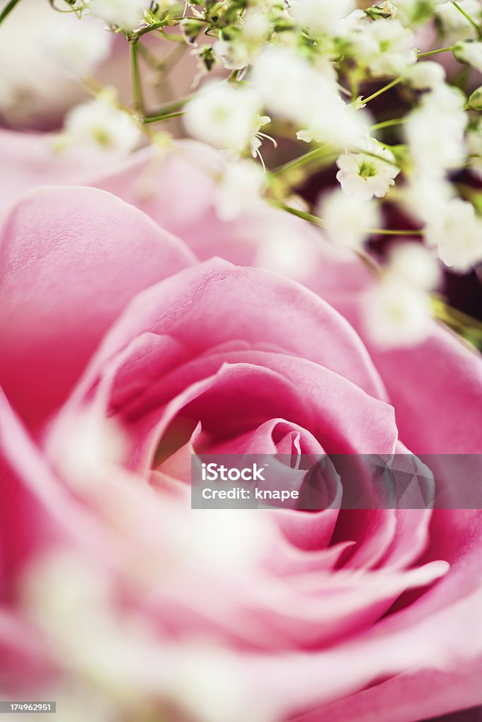 Красивые роз - Стоковые фото Без людей роялти-фри
