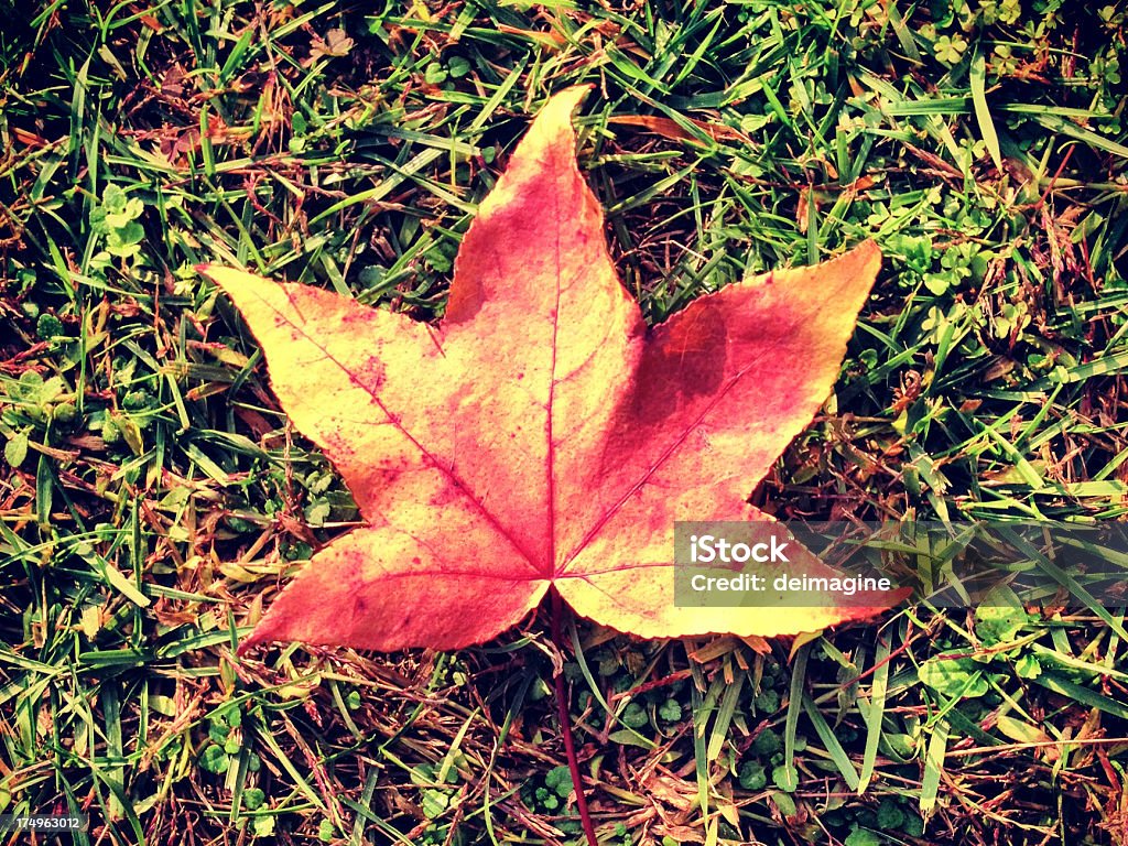 autumn leaf Shot with an mobile phone. Mobilestock. Autumn Stock Photo