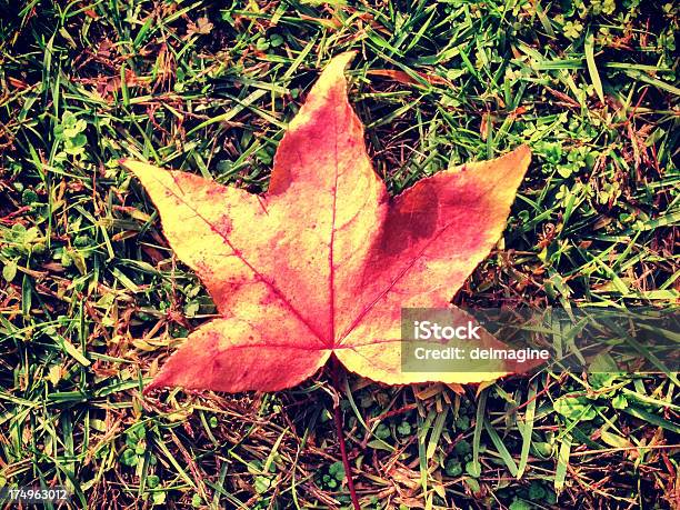 Autumn Leaf Stock Photo - Download Image Now - Autumn, Botany, Bright