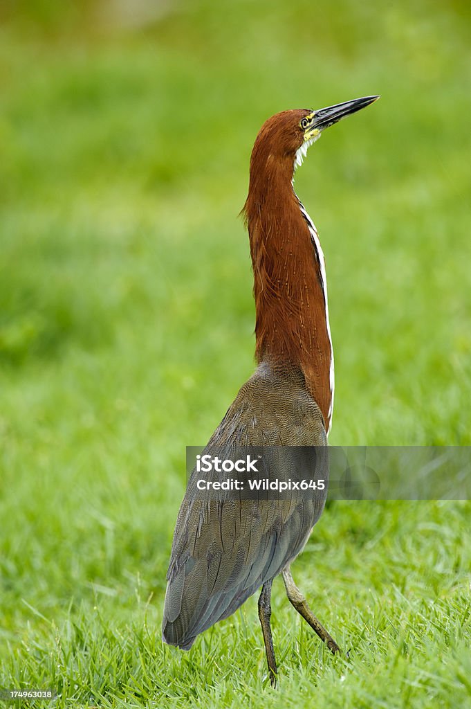 Harimau Heron - Bebas Royalti Alam Foto Stok Harimau Heron - Bebas Royalti Alam Foto Stok