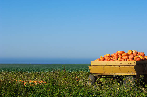 istock Harvested Pumpkins Piled in Trailer 174963070