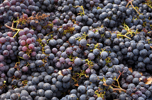 istock Bin Full of Just Harvested Wine Grapes 174963087