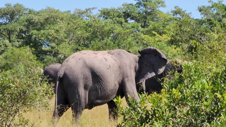 Herd Of African Bush Elephant In Kruger National Park, South Africa During Summertime. Wide Shot