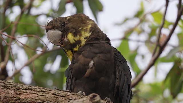 Closeup of female glossy black cockatoo endangered parrot of Australia