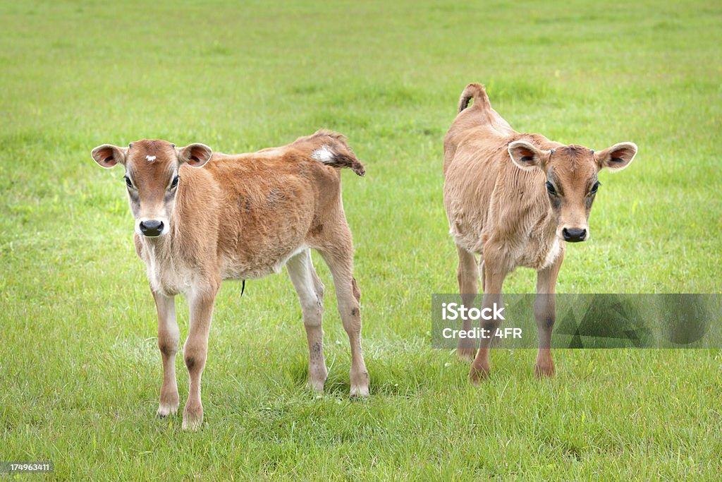 Vaca terneros, ganado, Nueva Zelanda (XXXL) - Foto de stock de Agricultura libre de derechos