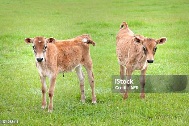 Vaca Terneros Ganado Nueva Zelanda Foto de stock y más banco de imágenes de Agricultura - Agricultura, Aire libre, Al lado de