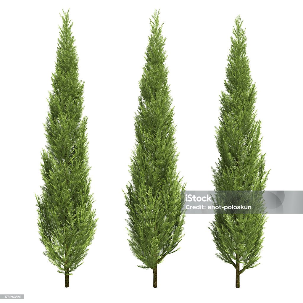 Tre cypress - Foto stock royalty-free di Cipresso