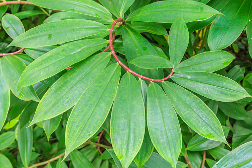 Close-up of the Costus Speciosus shrub. Barbados