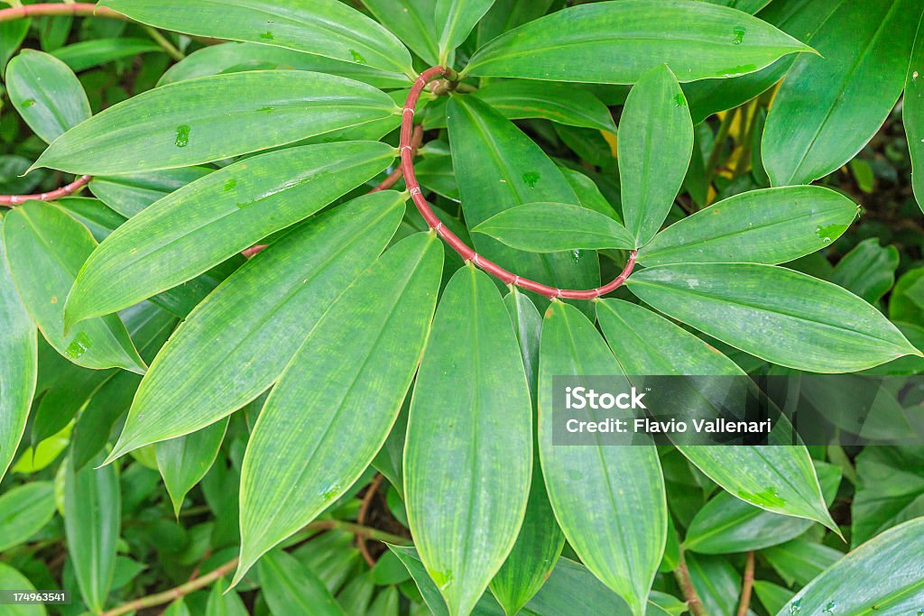 Costus Speciosus Close-up of the Costus Speciosus shrub. Barbados Costus Stock Photo